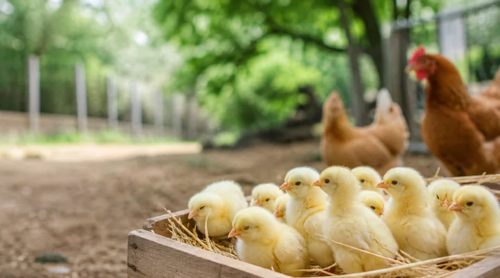 Healthy chicks from a poultry provider